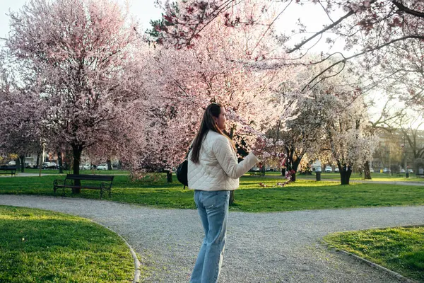 Parkta çakıllı yolda yürüyen bir kadın, canlı kiraz ağaçları tarafından çerçevelenmiş.. 