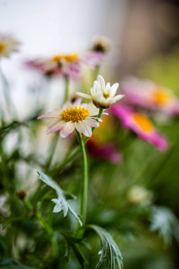 Argyranthemum, Paris papatyaları yemyeşil bir bahçede yetişiyor, pembe, beyaz ve sarı tonlarını sergiliyorlar. Ilık bahar güneşi onların narin taç yapraklarını vurguluyor.. 