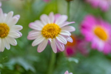 Renkli papatyalar yapraklarını yemyeşil bir bahçede sergiler.. 