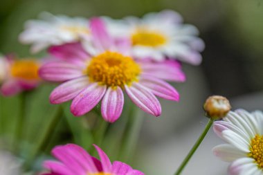 Renkli papatyalar yapraklarını yemyeşil bir bahçede sergiler.. 