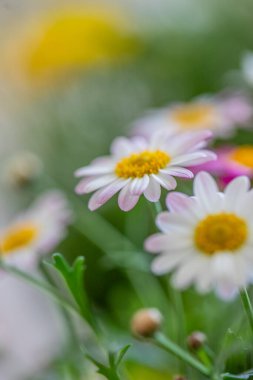 Beyaz ve sarı merkezli parlak çiçekler diğer renkli çiçeklerle dolu bir bahçede çiçek açarlar. Sahne baharın özünü yakalıyor, doğanın güzelliğini vurguluyor.. 