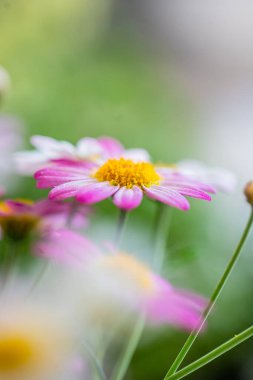 Beyaz ve sarı merkezli parlak çiçekler diğer renkli çiçeklerle dolu bir bahçede çiçek açarlar. Sahne baharın özünü yakalıyor, doğanın güzelliğini vurguluyor.. 