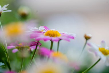 Parlak pembe ve beyaz papatyalar bir bahçede çiçekleniyor. Güneş ışığı yapraklarını aydınlatır, canlı bir atmosfer yaratır ve bahar çiçeklerinin güzelliğini arttırır.. 