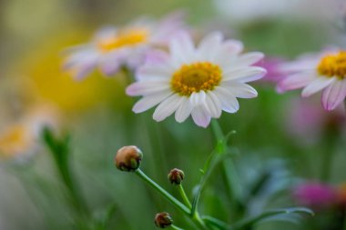 Parlak pembe ve beyaz papatyalar bir bahçede çiçekleniyor. Güneş ışığı yapraklarını aydınlatır, canlı bir atmosfer yaratır ve bahar çiçeklerinin güzelliğini arttırır.. 
