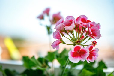 Bereketli pembe sardunyalar canlı çiçeklerini bir bahçede sergiliyor, gün ortası güneşinin altında güneşleniyorlar.. 