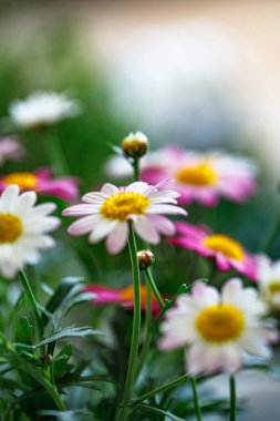 Bahçeyi bahar renkleriyle dolduran parlak kır çiçekleri, yemyeşil yemyeşil ve pembe papatyaların sıcak güneş ışığıyla çevrili bir karışımını içeriyor. Doğa çok güzel gelişiyor.. 
