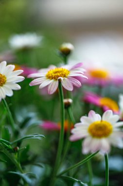 Bahçeyi bahar renkleriyle dolduran parlak kır çiçekleri, yemyeşil yemyeşil ve pembe papatyaların sıcak güneş ışığıyla çevrili bir karışımını içeriyor. Doğa çok güzel gelişiyor.. 