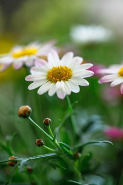 Renkli papatyalar bakımlı bir bahçede serpilmiş, açık bir ilkbahar öğleden sonrasında güneş ışığını yakalıyorlar. Canlı yaprakları neşeli bir atmosfer yaratıyor..
