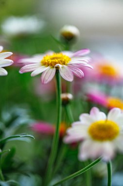 Renkli papatyalar bakımlı bir bahçede serpilmiş, açık bir ilkbahar öğleden sonrasında güneş ışığını yakalıyorlar. Canlı yaprakları neşeli bir atmosfer yaratıyor..