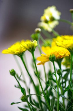 Narin sarı çiçekler yemyeşil yaprakların arasında dimdik duruyorlar.