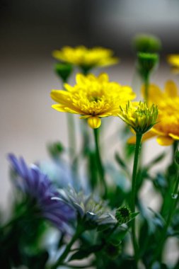 Narin beyaz papatyalar ve canlı sarı çiçekler de dahil olmak üzere renkli çiçekler, bahar aylarında sıcak ve kapalı bir ortamda canlı bir atmosfer yaratır.. 