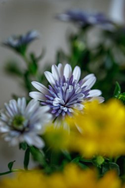 Narin beyaz papatyalar ve canlı sarı çiçekler de dahil olmak üzere renkli çiçekler, bahar aylarında sıcak ve kapalı bir ortamda canlı bir atmosfer yaratır.. 