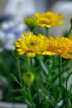 Taze sarı kasımpatı çiçekleri görünür tomurcukları ve yumuşak odak noktasında yakalanmış narin taç yaprakları.. 