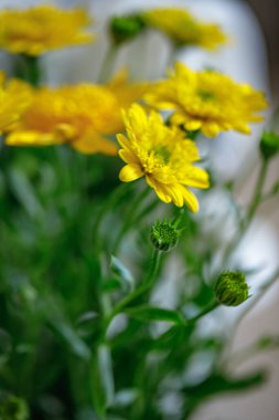 Taze sarı kasımpatı çiçekleri görünür tomurcukları ve yumuşak odak noktasında yakalanmış narin taç yaprakları.. 