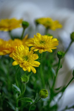 Taze sarı kasımpatı çiçekleri görünür tomurcukları ve yumuşak odak noktasında yakalanmış narin taç yaprakları.. 