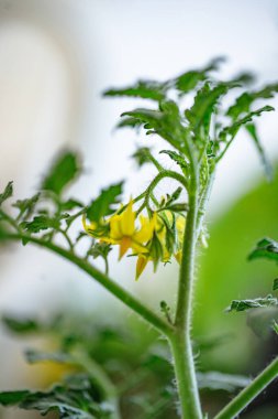 Bir domates bitkisinin üzerinde açan parlak sarı çiçekler baharda baharın güzelliğini gözler önüne seriyor..