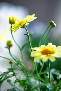 Argyranthemum, parlak sarı papatya çiçekleri, narin taç yaprakları sergiliyor ve bulanık bir arka planda canlı sarı bir merkez