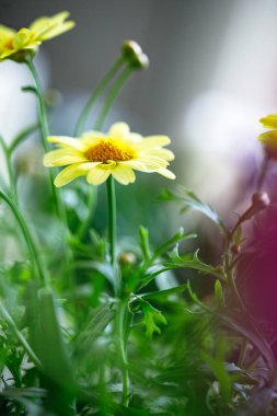 Argyranthemum çiçekleri, narin taç yaprakları ve bulanık arka plan.