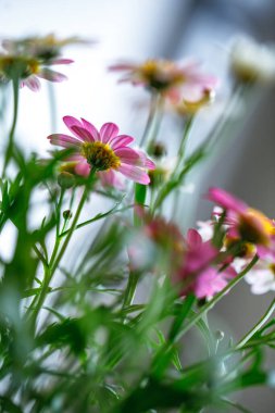 Argyranthemum çiçekleri, narin taç yaprakları ve bulanık arka plan.