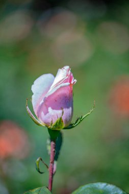 Renkli çiçeklerin bulanık arka planına uzanan tek bir pembe gül..