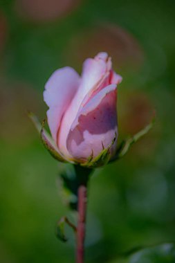 Renkli çiçeklerin bulanık arka planına uzanan tek bir pembe gül..