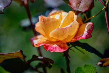 Sarı ve pembe tonlarıyla çiçek açan gül. Narin taç yaprakları bahar güneşinin sıcağında açılır. Karmaşık güzellikler ve canlı renkler sergilerler..