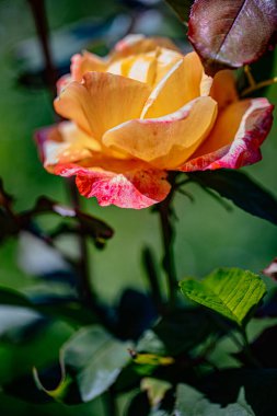 Sarı ve pembe tonlarıyla çiçek açan gül. Narin taç yaprakları bahar güneşinin sıcağında açılır. Karmaşık güzellikler ve canlı renkler sergilerler..