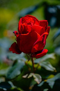 Yakından bakınca, yemyeşil yapraklarla çevrili, tam çiçeklenmiş kırmızı bir gül görülüyor..