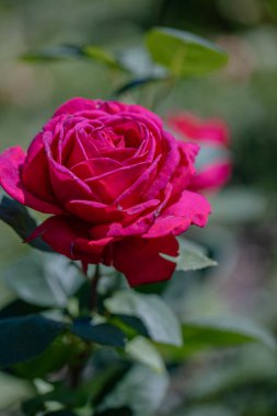 Canlı pembe gül, yeşil yaprakların arasında zarif bir şekilde duruyor. Güneşin altında güneşleniyor..