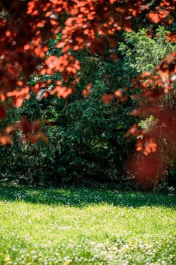 Gündüz vakti ağaçlarda renkli yapraklarla park et