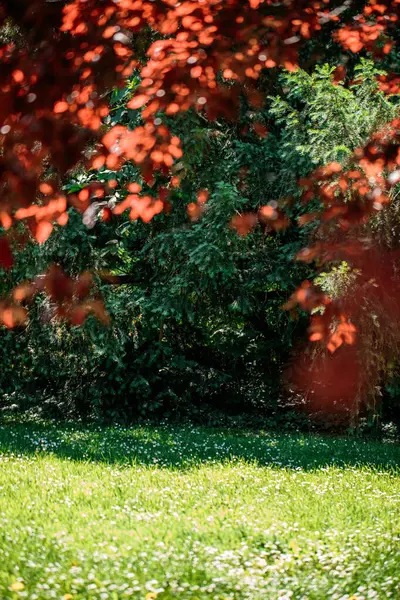 Gündüz vakti ağaçlarda renkli yapraklarla park et