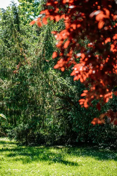 Gündüz vakti ağaçlarda renkli yapraklarla park et
