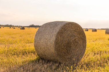Altın saman balyaları Ukrayna 'nın engin yaz aylarında düzgünce düzenlenmiştir..