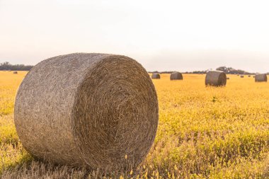 Altın saman balyaları Ukrayna 'nın engin yaz aylarında düzgünce düzenlenmiştir..