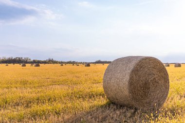 Ukrayna 'nın yaz manzarası. Altın saman balyaları tarlada 