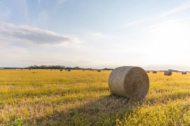 Ukrayna 'nın yaz manzarası. Altın saman balyaları tarlada 