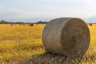 Ukrayna 'nın engin yazında düzgünce dizilmiş altın saman balyaları..