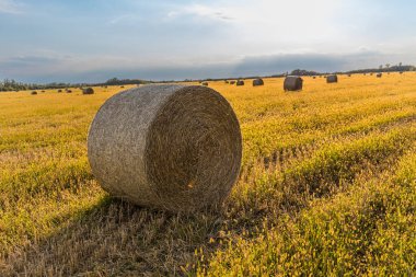 Altın saman balyaları düzgün bir şekilde açık yaz manzarasına yerleştirilir.. 