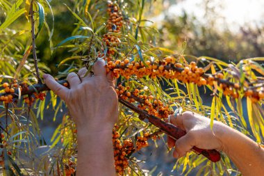 A hand reaching out to collect bright orange sea buckthorn berries from a lush green tree in an orchard. The warm sunlight enhances the vibrant colors of the fruits.