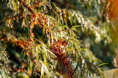 Girl outdoors picking sea buckthorn from the bush.