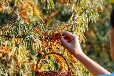 Teenager s hand holding a basket filled with sea buckthorn fruit.