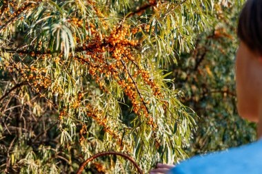 boy picking orange sea buckthorn berries from the tree 