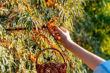 A hand picks bright orange berries from a leafy branch into a small wicker basket.