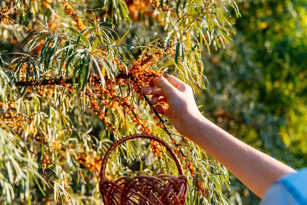 A hand picks bright orange berries from a leafy branch into a small wicker basket.