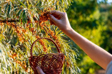 A hand picks bright orange berries from a leafy branch into a small wicker basket.