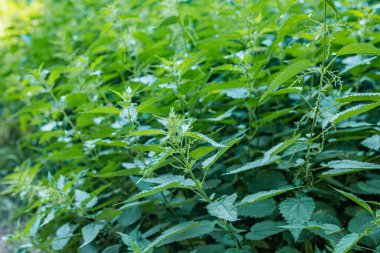 Isırgan otunun yoğun çiti, Urtica dioica yaz kırsalında.