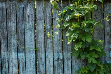 yemyeşil ağaç dalları ve ahşap çitler
