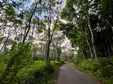 Ormanda yeşil ağaçlar