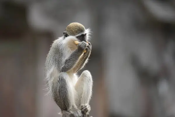 Makakların günlük yaşamı.