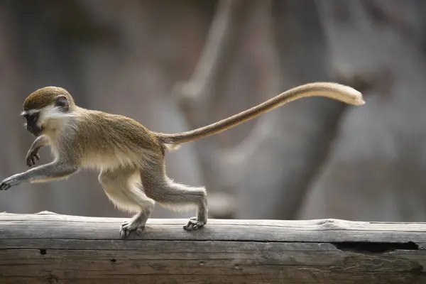 Makakların günlük yaşamı.